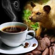 Вьетнамский кофе ЛЮВАК. Капельный Способ заваривания.