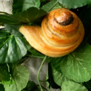 Плюшки с маком.